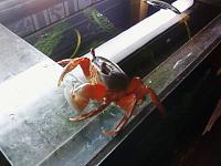     
: crab.jpg
: 441
:	228.2 
ID:	37759