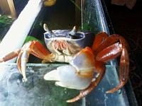     
: crab1.jpg
: 446
:	219.6 
ID:	37760