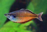    
: Fasin River Rainbowfish(1).jpg
: 541
:	16.0 
ID:	88761