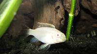     
: Pelvicachromis Albino.jpg
: 446
:	152.0 
ID:	194302