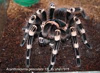     
: Acanthoscurria geniculata.jpg
: 657
:	89.7 
ID:	295170