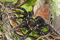     
: Fauna-Insects-Spiders-Jeff-Cremer-2-1024x685.jpg
: 133
:	136.8 
ID:	686890