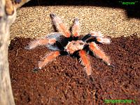     
: Brachypelma boehmei L7..jpg
: 542
:	481.1 
ID:	78532