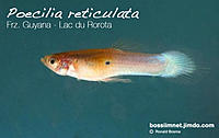     
: page135-poecilia-reticulata---frz.-guyana---lac-du-rorota.jpg
: 702
:	132.5 
ID:	465226