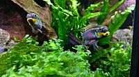     
: Pelvicachromis Taeniatus Nigeria Red (3).jpg
: 555
:	302.3 
ID:	636969