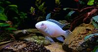     
: Pelvicachromis Pulcher Albino (2).jpg
: 345
:	257.6 
ID:	645849