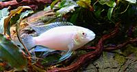     
: Pelvicachromis Pulcher Albino (famale).jpg
: 366
:	378.6 
ID:	645852
