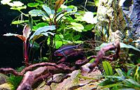     
: Male Pelvicachromis taeniatus Nigeria Red.jpg
: 374
:	631.4 
ID:	645854