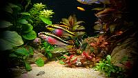     
: Pelvicachromis red-cheeked - pair.jpg
: 355
:	298.8 
ID:	648759