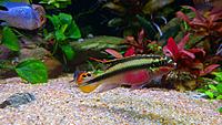     
: Pelvicachromis red-cheeked - male.jpg
: 359
:	477.1 
ID:	648760
