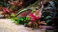     
: Pelvicachromis red-cheeked - male (4).jpg
: 328
:	402.8 
ID:	648761