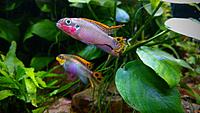     
: Pelvicachromis Nigeria Red - pair.jpg
: 366
:	356.5 
ID:	648762