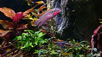     
: Pelvicachromis Nigeria Red (pair).jpg
: 343
:	345.1 
ID:	648763