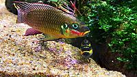     
: Pelvicachromis taeniatus Molive with fry.jpg
: 198
:	433.2 
ID:	668273