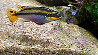     
: Pelvicachromis taeniatus Molive.jpg
: 188
:	345.9 
ID:	668274
