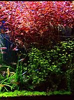     
:    (Ludwigia palustris super red)..jpg
: 676
:	117.8 
ID:	471152