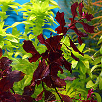     
:    (Ludwigia palustris super red).'.jpg
: 506
:	105.6 
ID:	482988