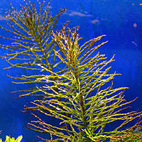     
:   (Ludwigia sp. Tornado).jpg
: 482
:	132.5 
ID:	482989