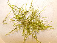     
: stringy moss.jpg
: 243
:	92.0 
ID:	466198