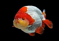     
: Goldfish-Ranchu-red-white-9.jpg
: 99
:	36.1 
ID:	671802