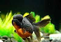     
: Goldfish-Crown-Pearl-Scale-red-black-2.jpg
: 66
:	54.3 
ID:	682579