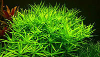     
: Heterantera-paskowana-Heteranthera-zosterifolia-1.jpg
: 5360
:	161.6 
ID:	546379