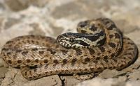     
: Juvenile Blotched rat snake (Elaphe sauromates).jpg
: 5081
:	42.3 
ID:	119211