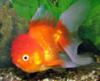   red goldfish
